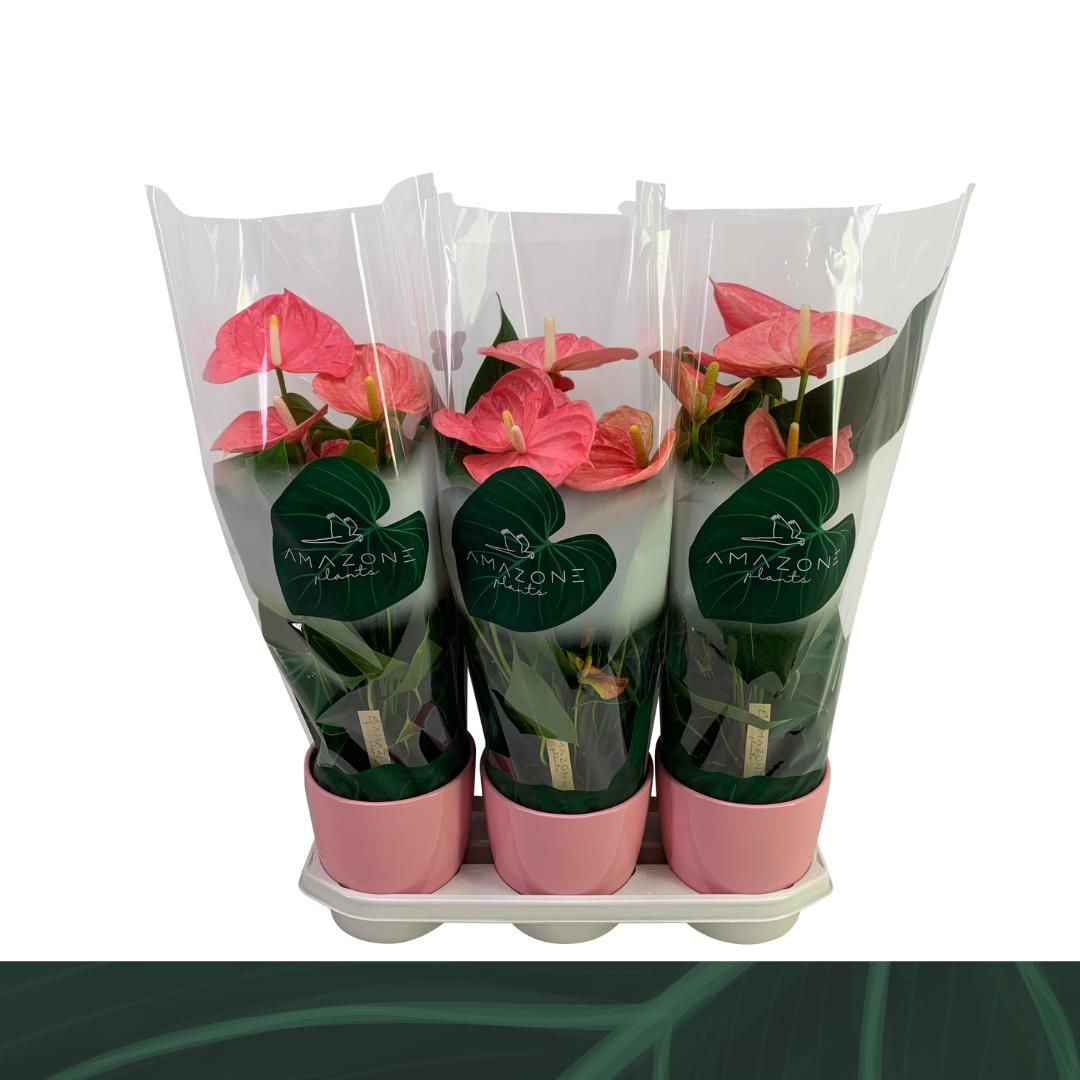 Anthurium An Colorado Keramiek Roze