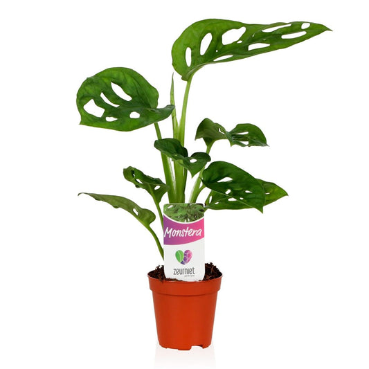 Monstera Ad Monkey Leaf