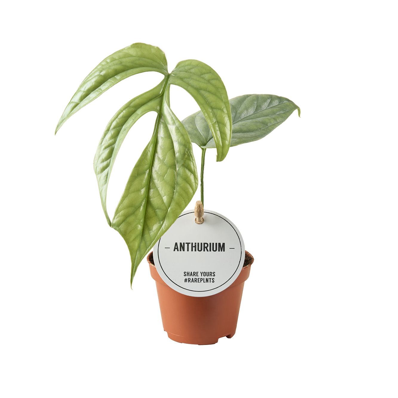 Monstera Amydrium Medium Silver
