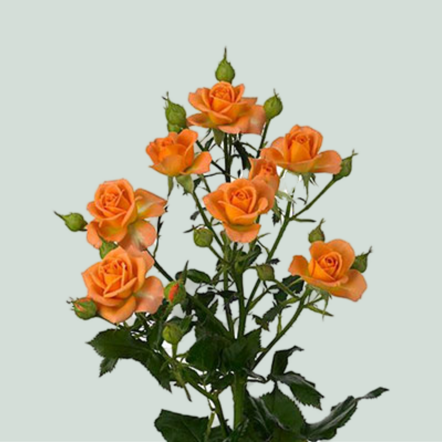 Rose 4 Good Peach (Spray) (10 Stems)