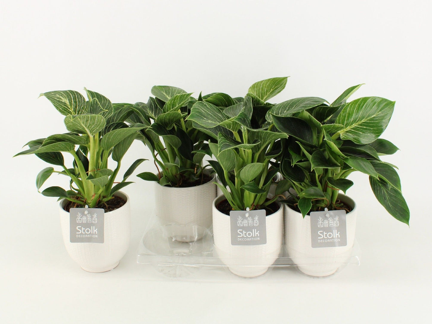 Phil White Wave Keramiek Liv