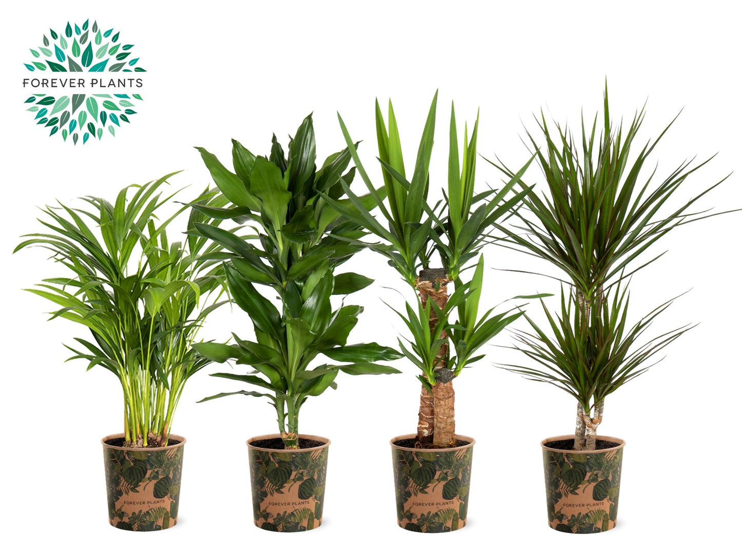 Ov Kamerplanten Gemengd Potcover Green Jewels