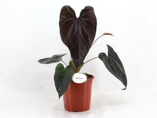 Anthurium Queen Of Hearts
