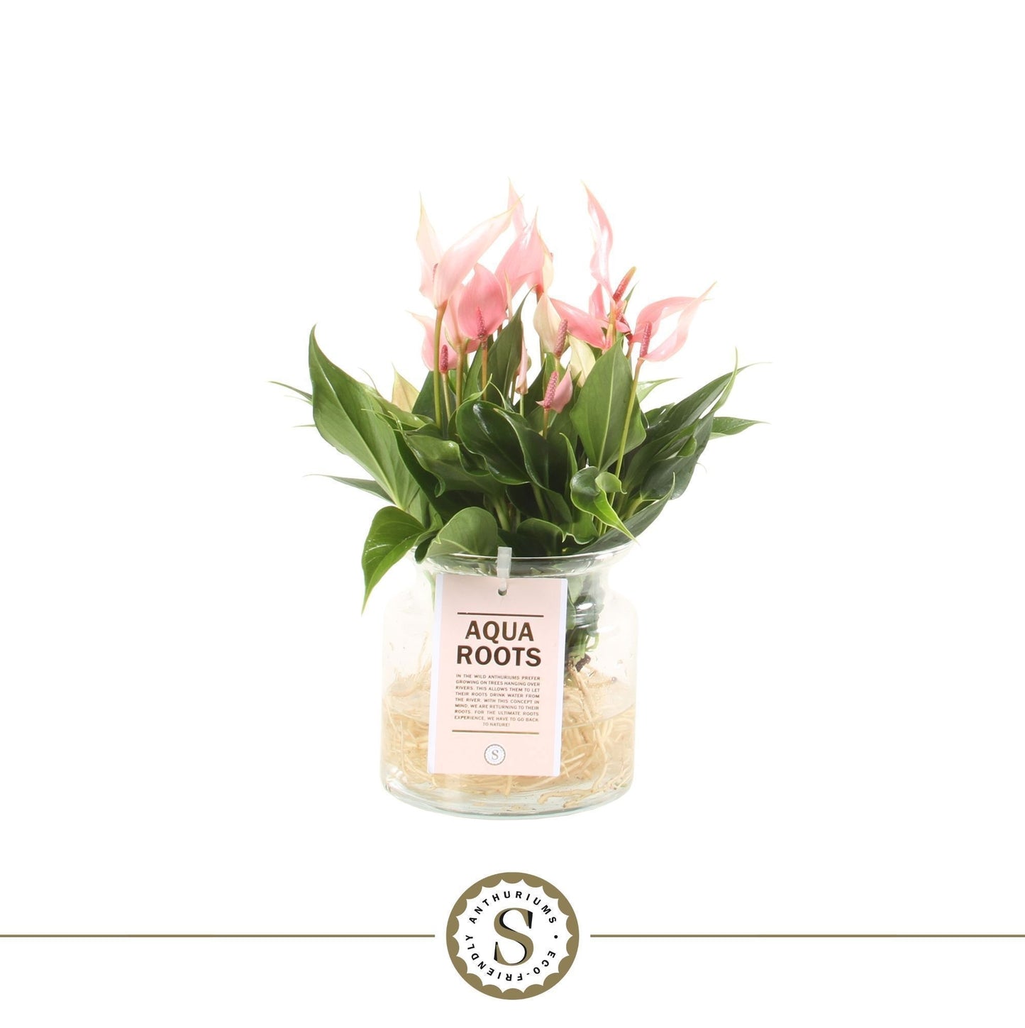 Anthurium St Lilli Glas Aqua Roots