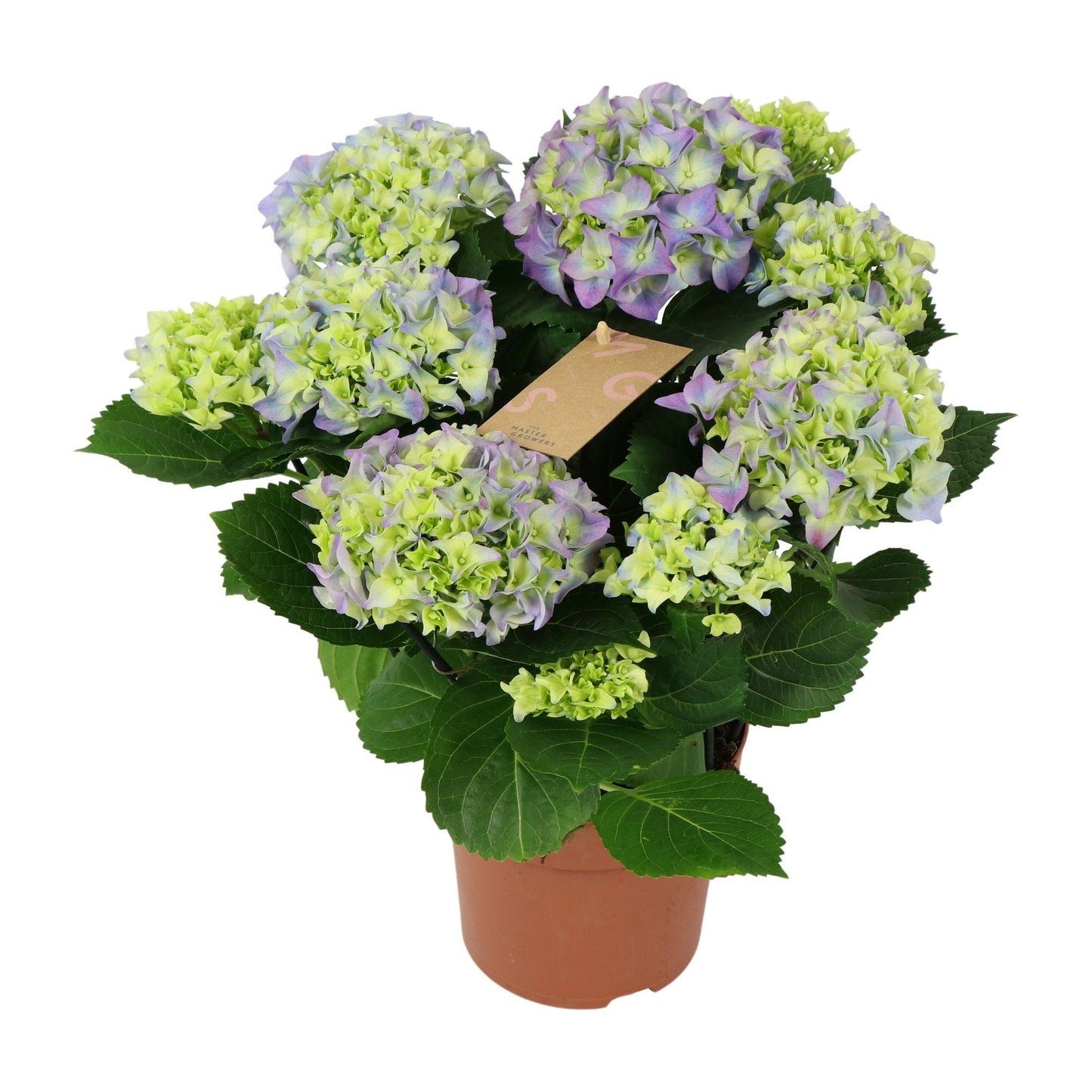 Hydrangea M Early Blue 5+