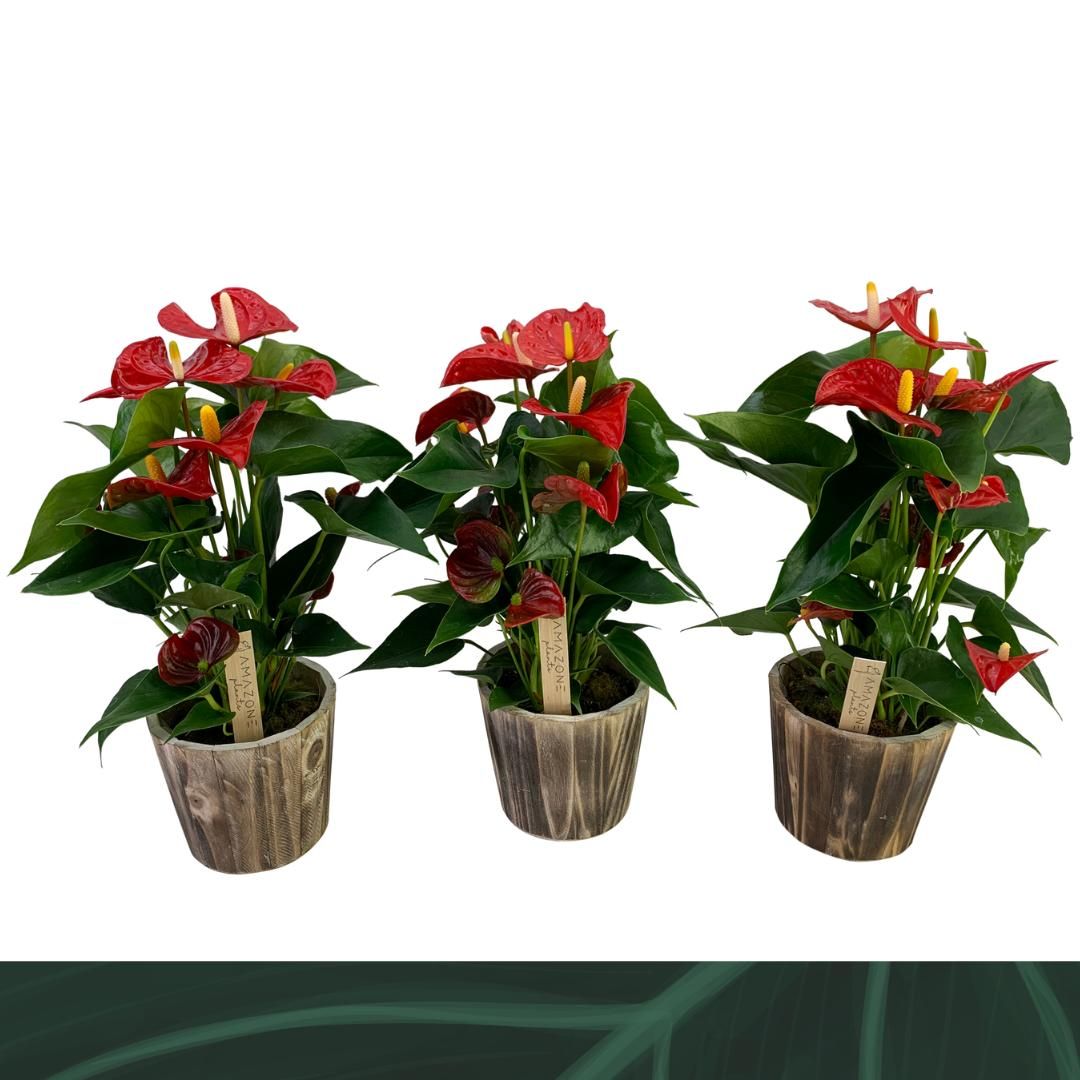 Anthurium An Aristo Hout