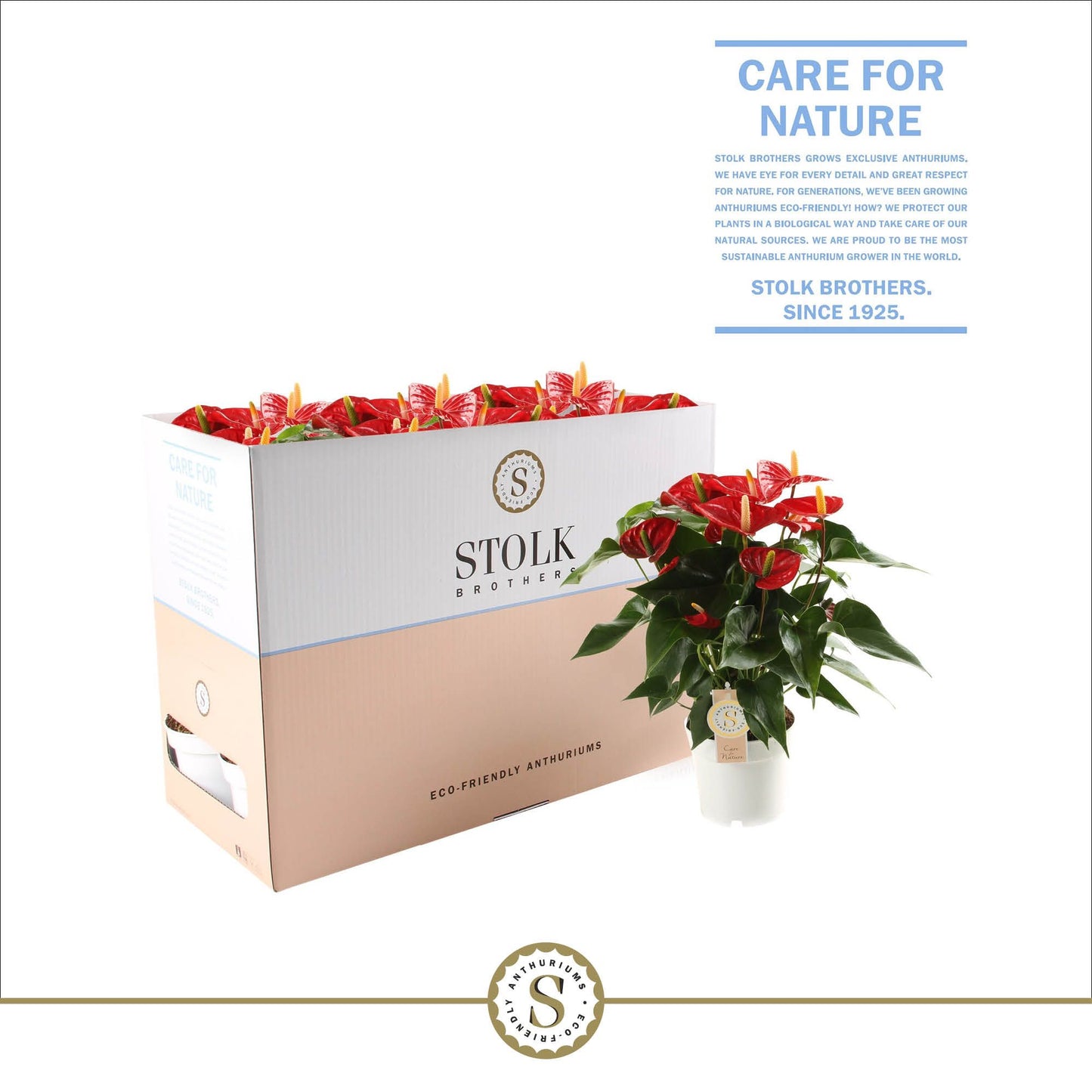 Anthurium St Red Champion Ecobo