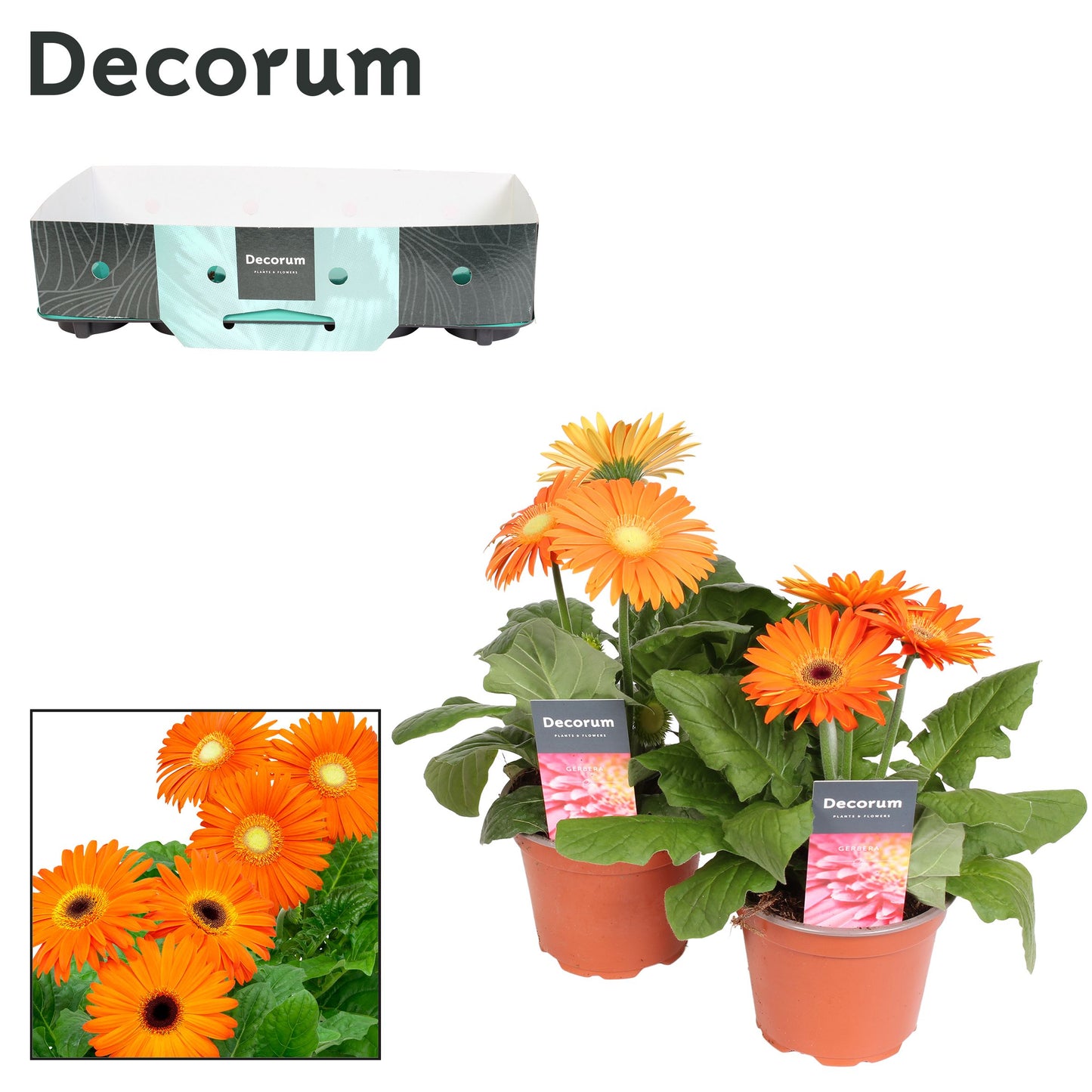 Gerbera Flori Line Oranje