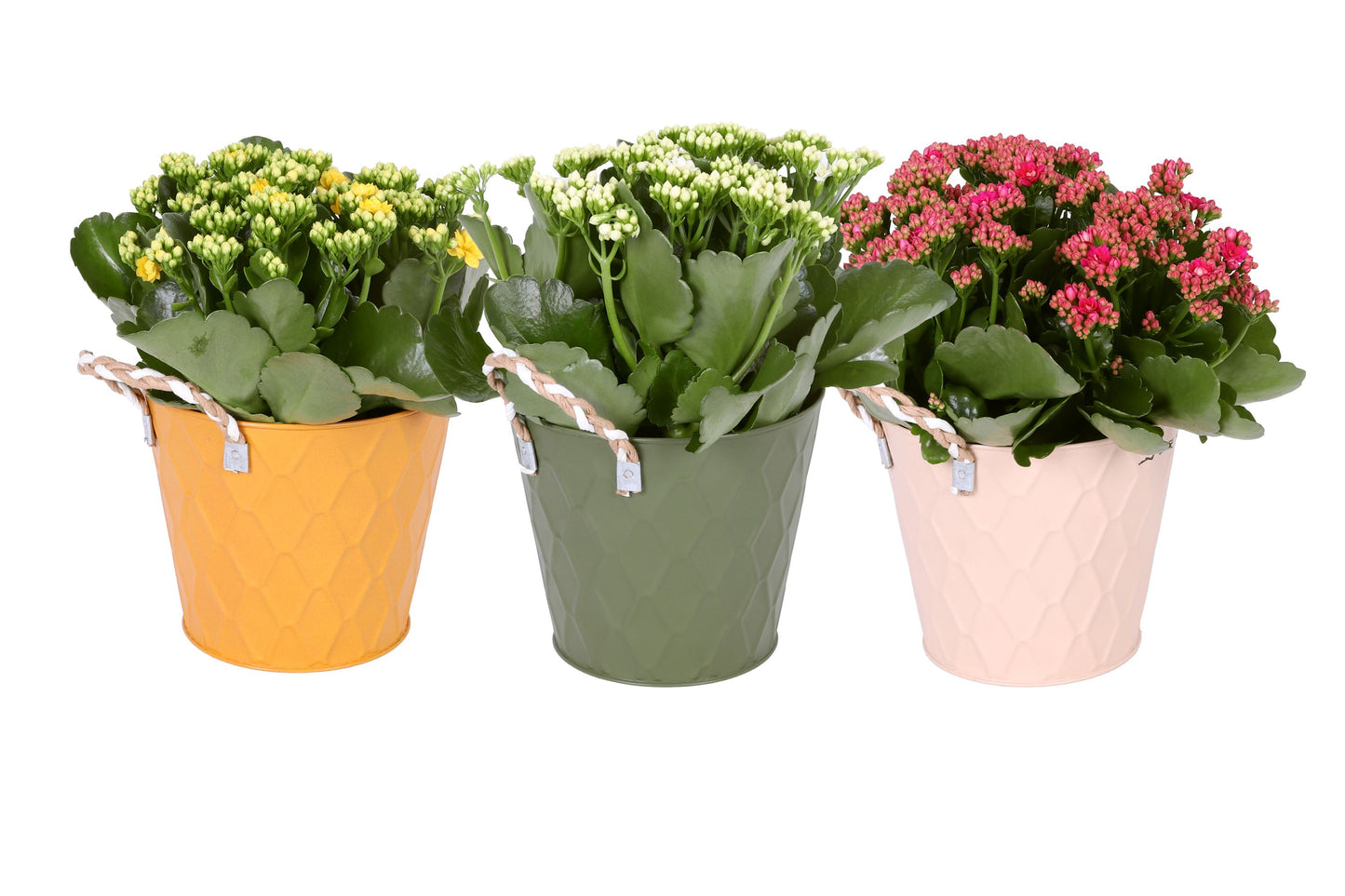 Kalanchoe Mini Gev Gemengd Zink Lue