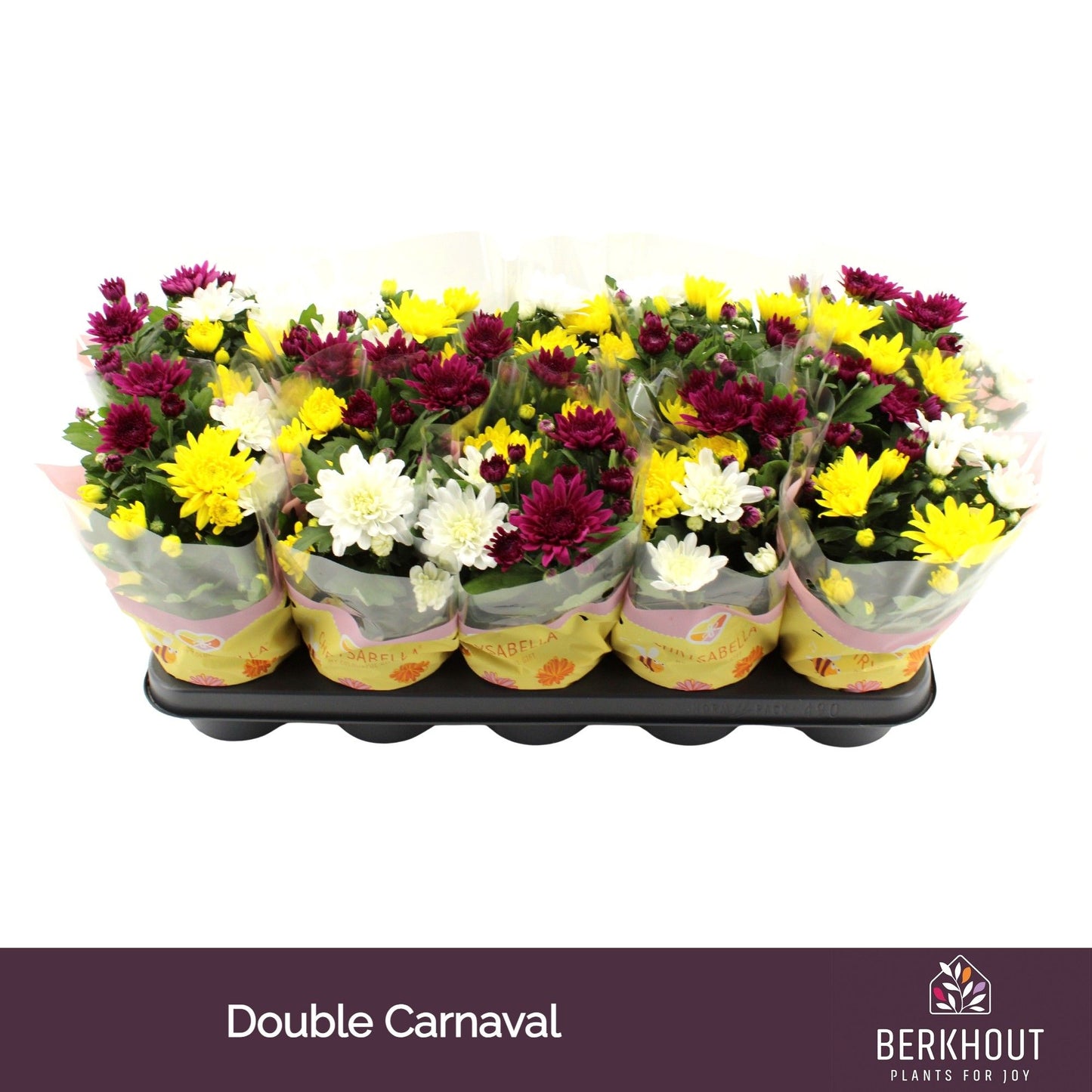 Chrysanthemum Gemengd Double Carnaval