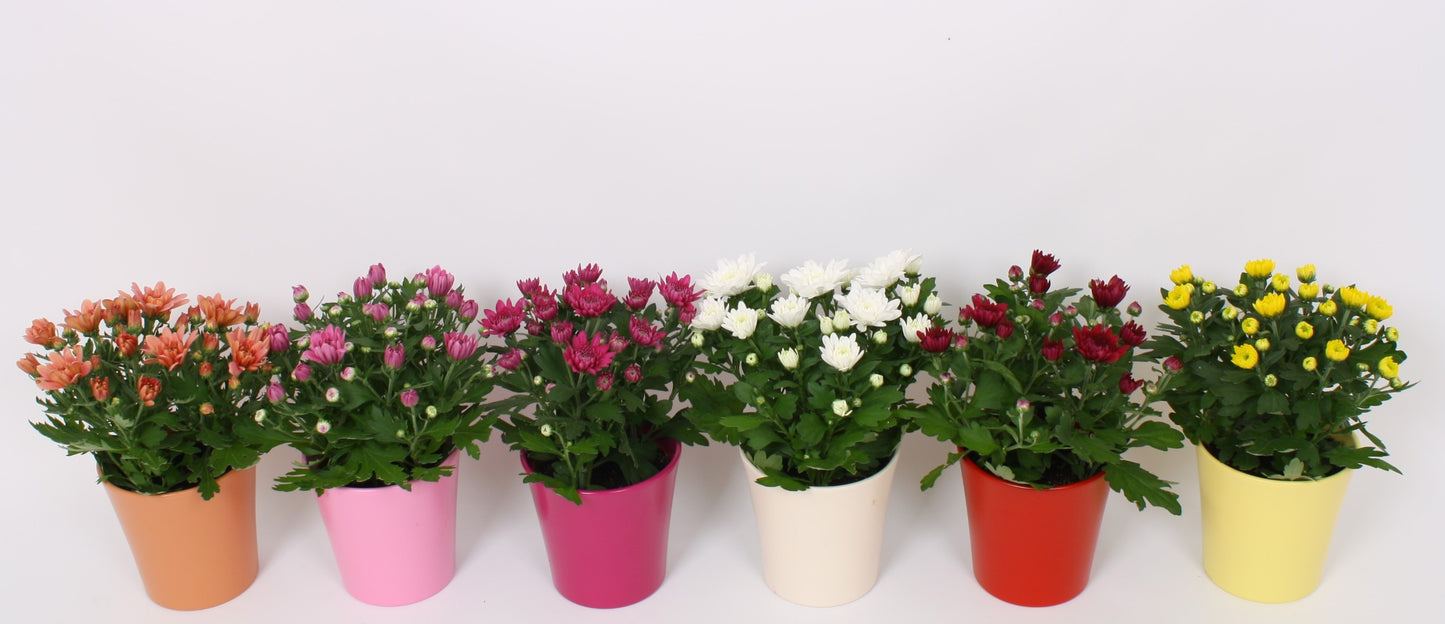 Chrysanthemum Gemengd Keramiek Tst