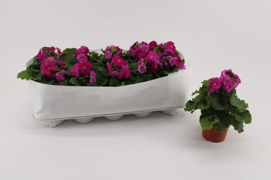 Primula Ob Magenta