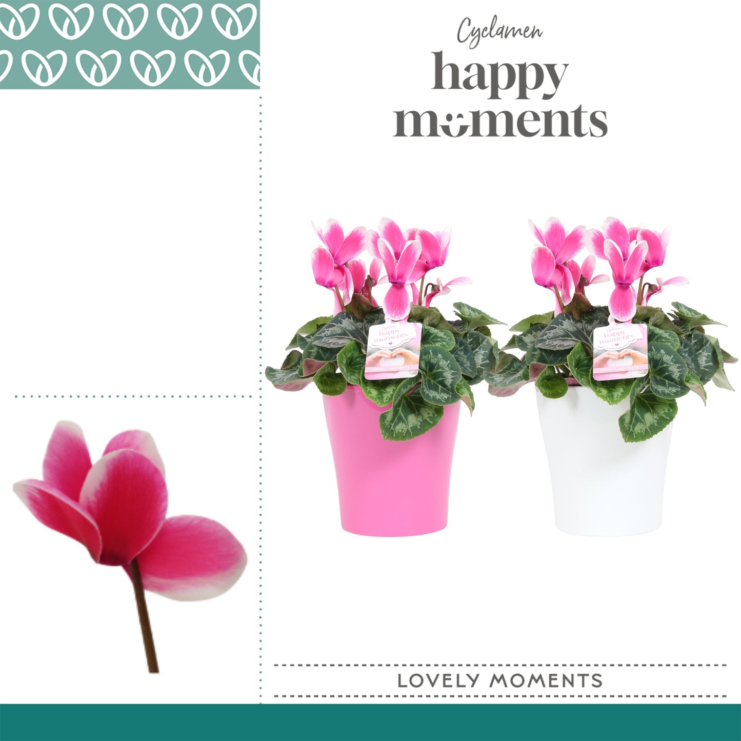 Cyclamen Per Lovely Moments Keramiek Amy