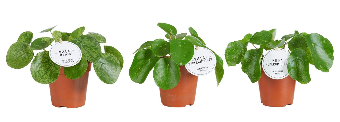 Pilea Peperomioides Gemengd Variegated
