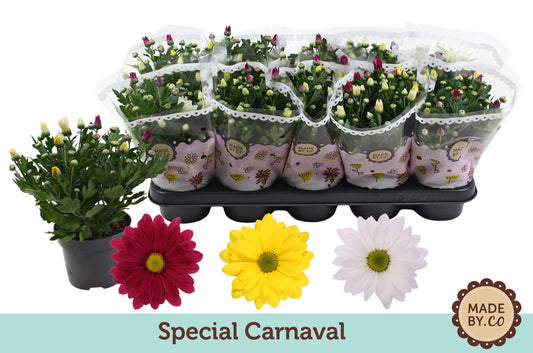 Chrysanthemum Gemengd Carnaval