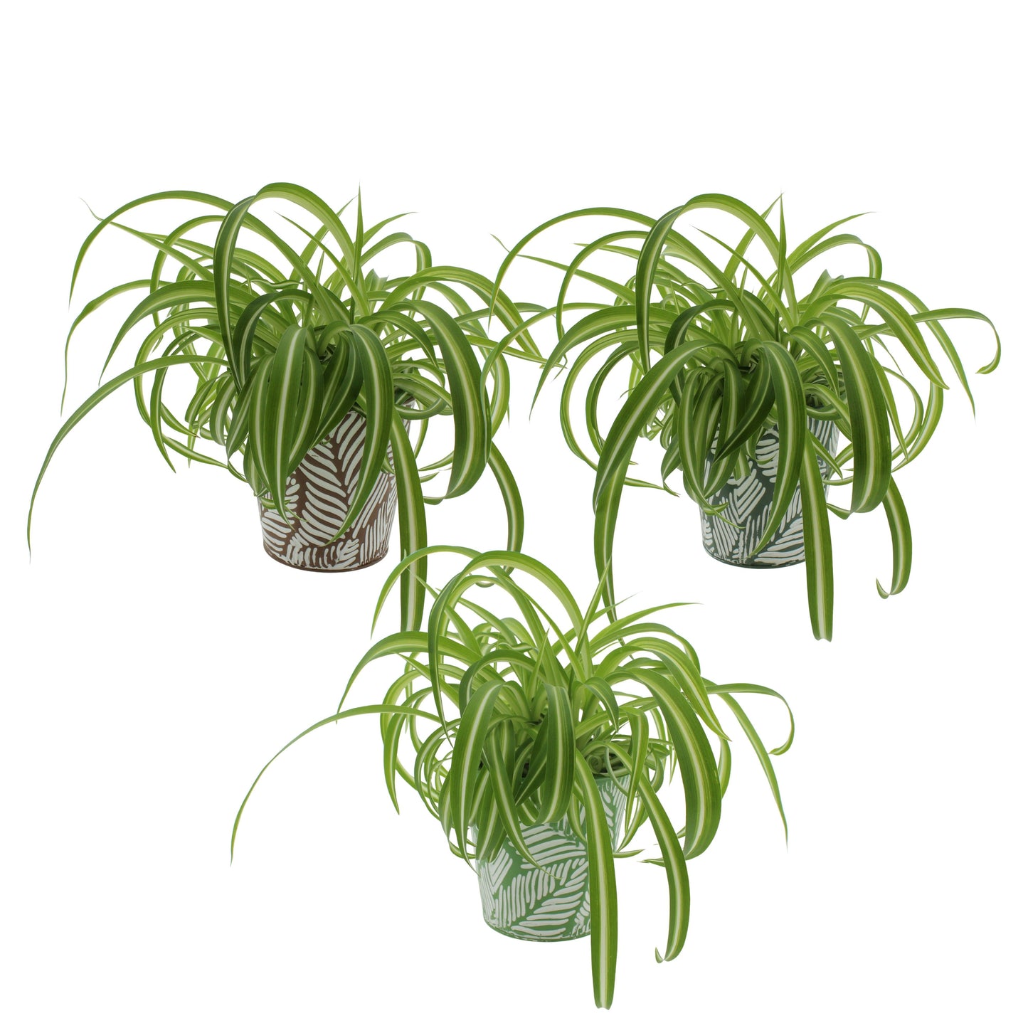 Chlor Com Bonnie Zink Pot