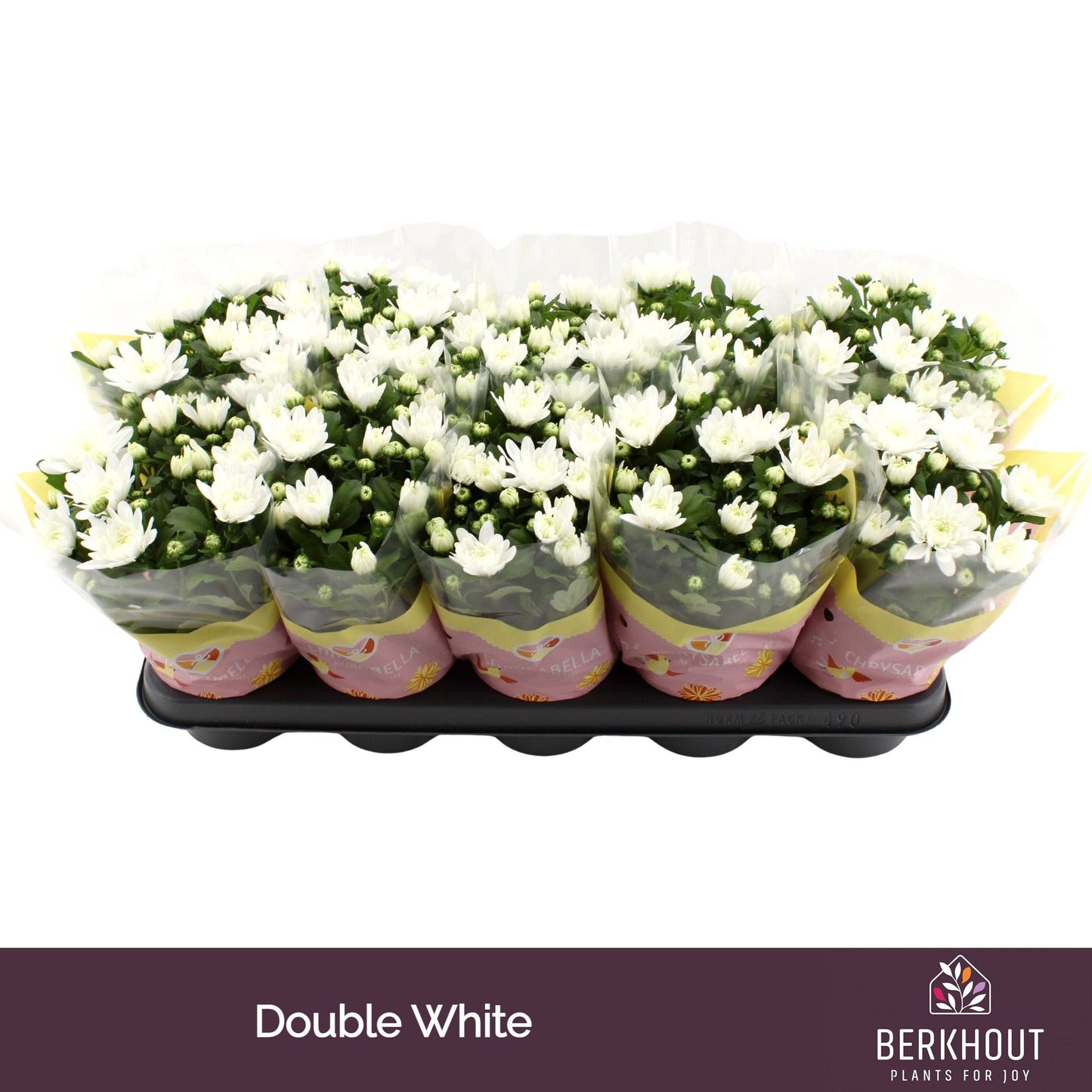 Chrysanthemum White Brave