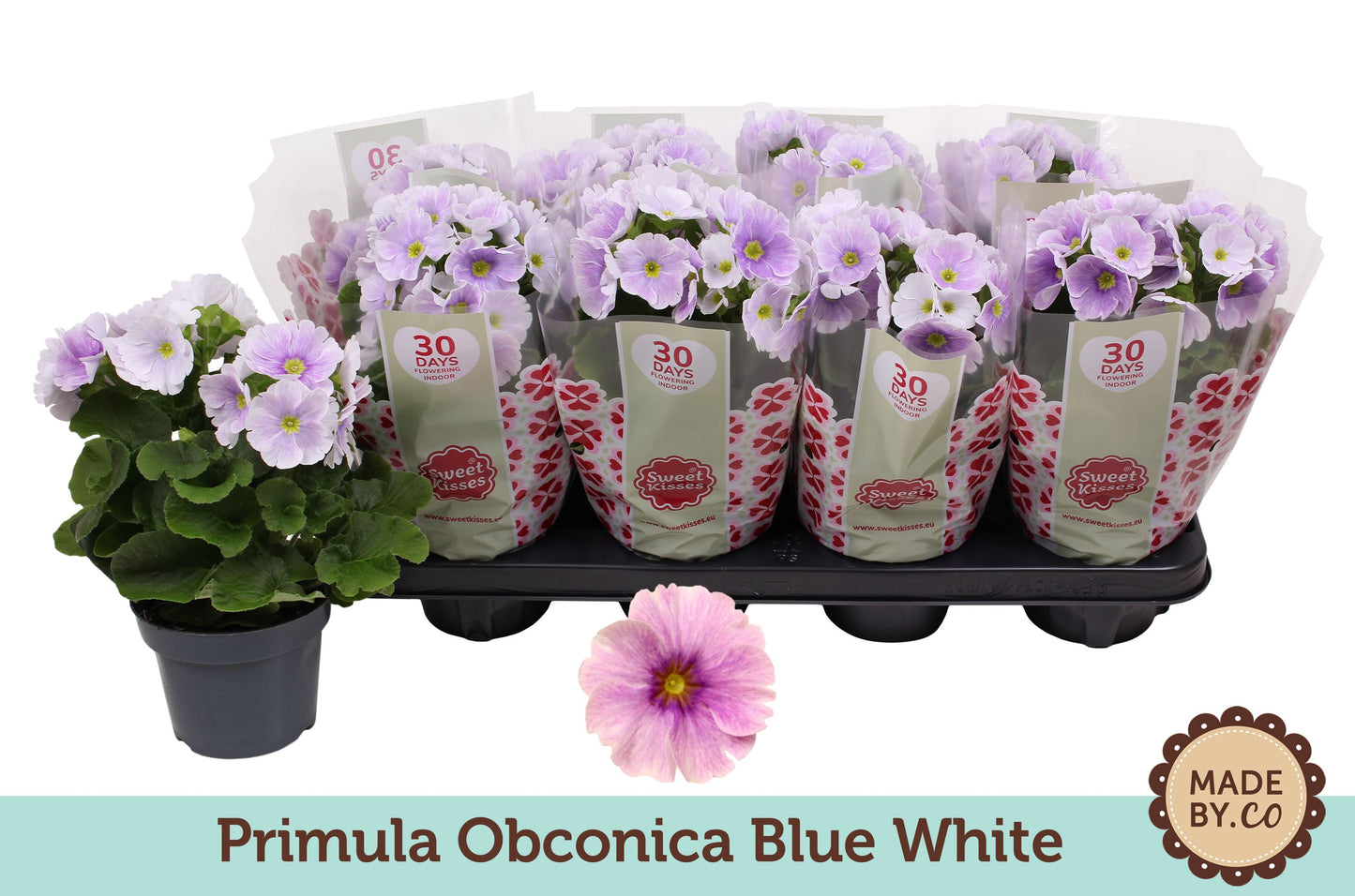 Primula Ob 2Kl Blauw - Wit