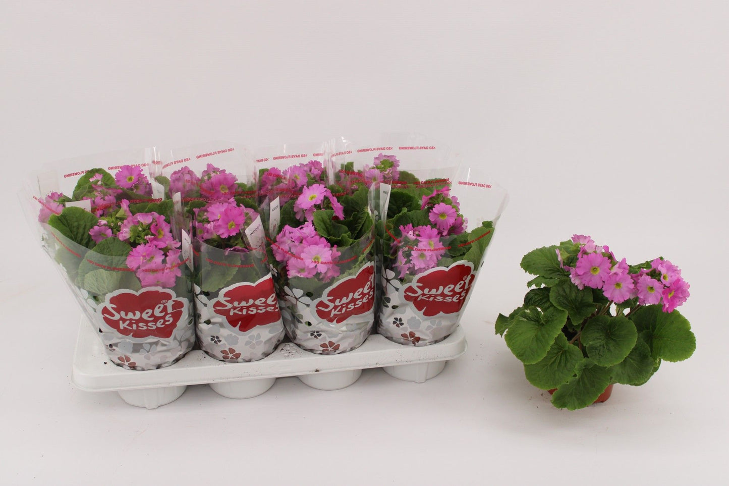 Primula Ob Pink
