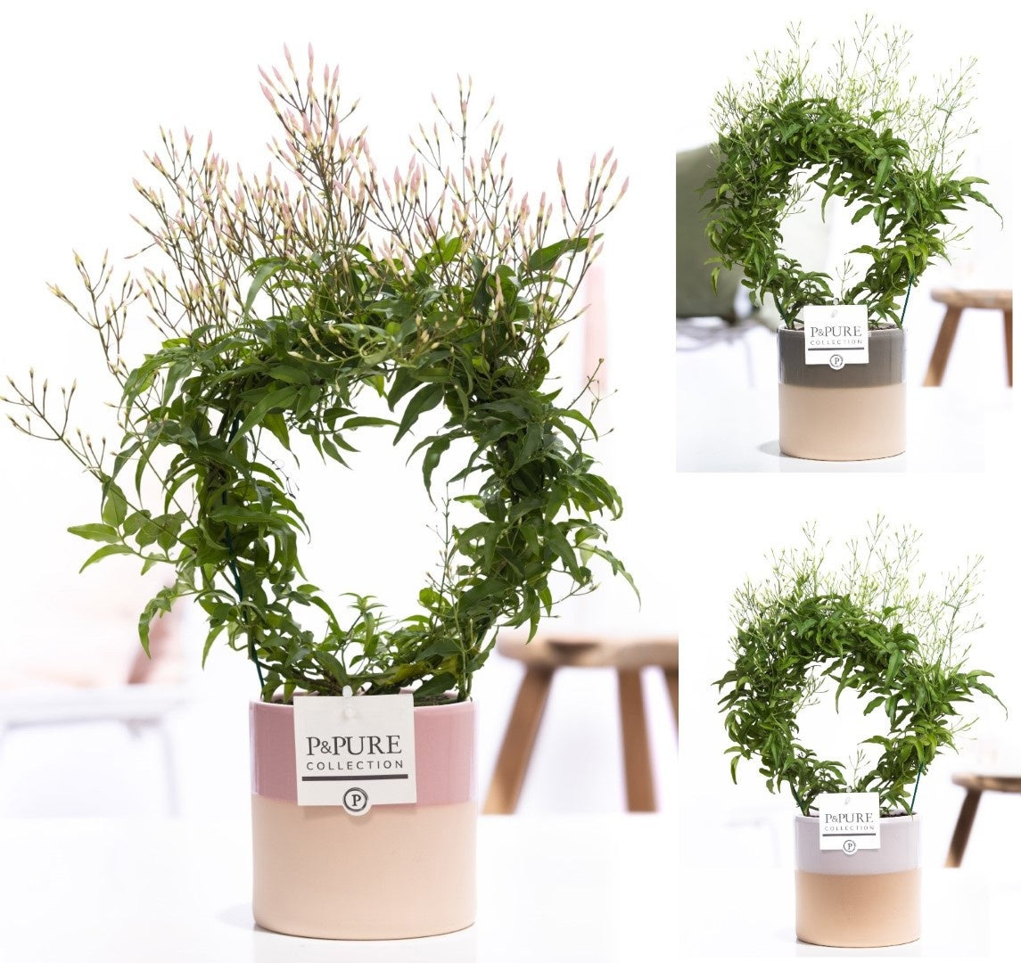 Jasm Poly Wit Boog 200+ Knop Keramiek Tess