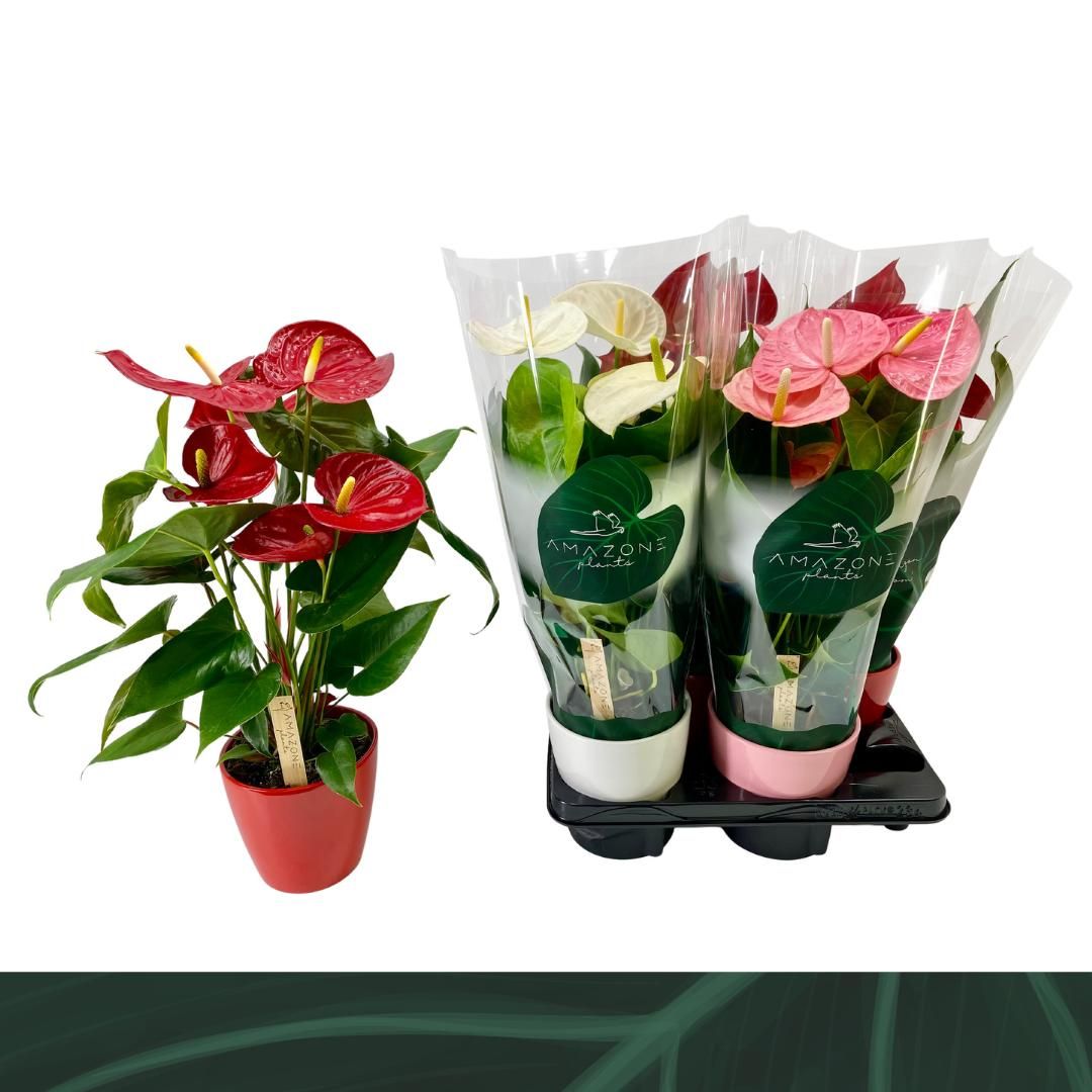 Anthurium An Gemengd 4kl Keramiek