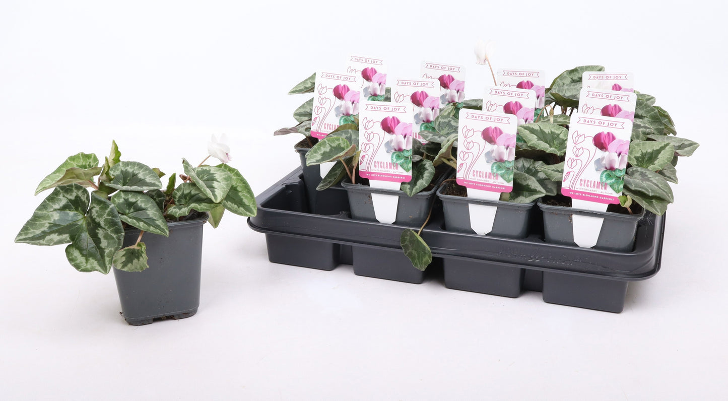 Cyclaam Hederifolium Album
