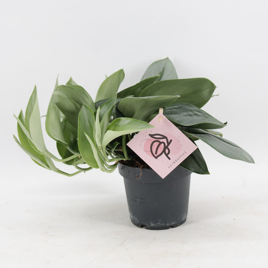 Scindapsus Treubii Moonlight