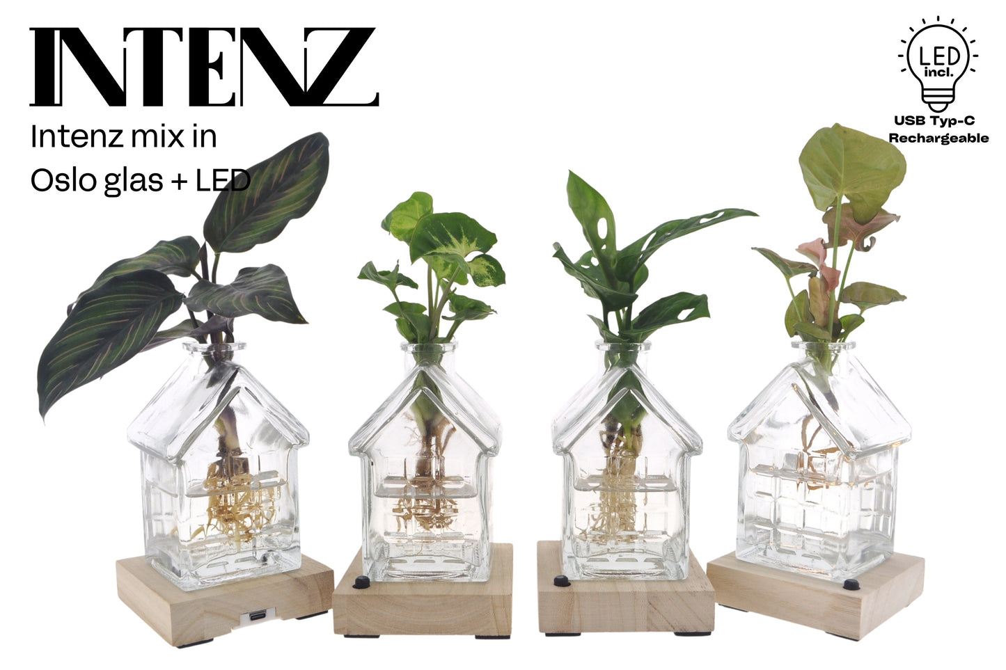 Opm Intenz Het Glazen Huis 3FM