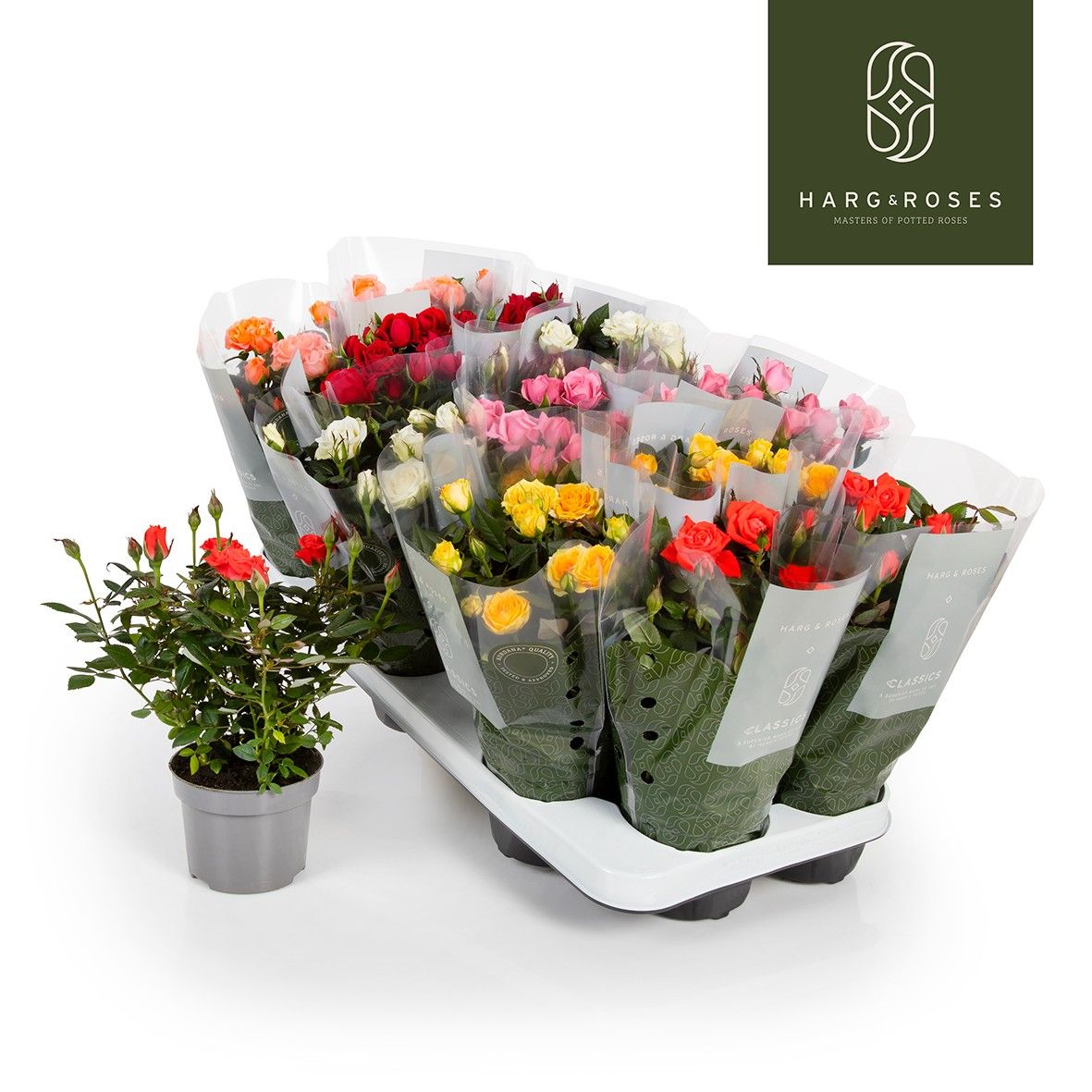 Rose Kordana Gemengd