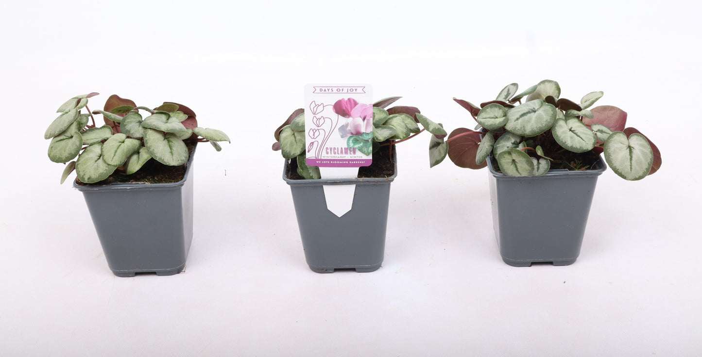 Cyclaam Coum Silverleaf White