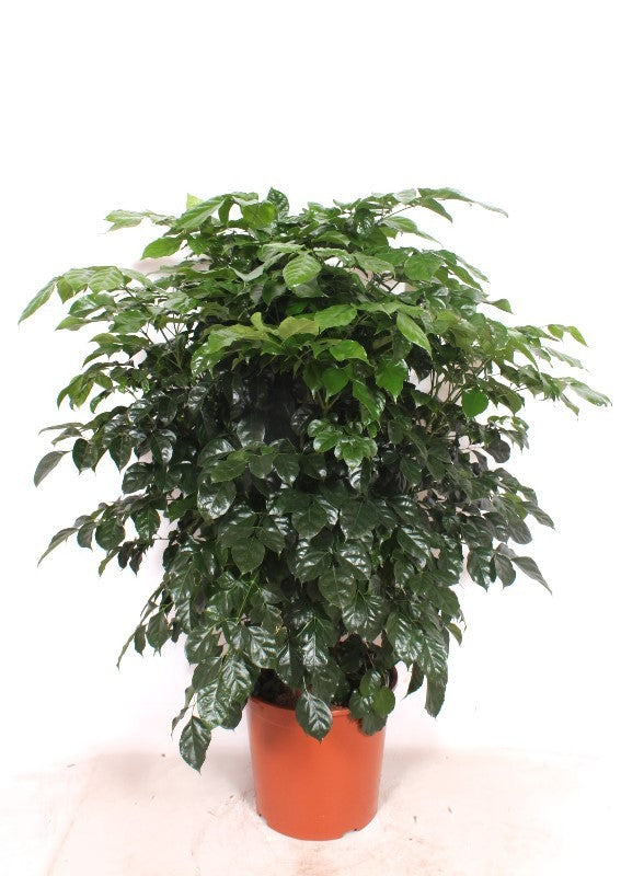 Radermachera Hainanensis