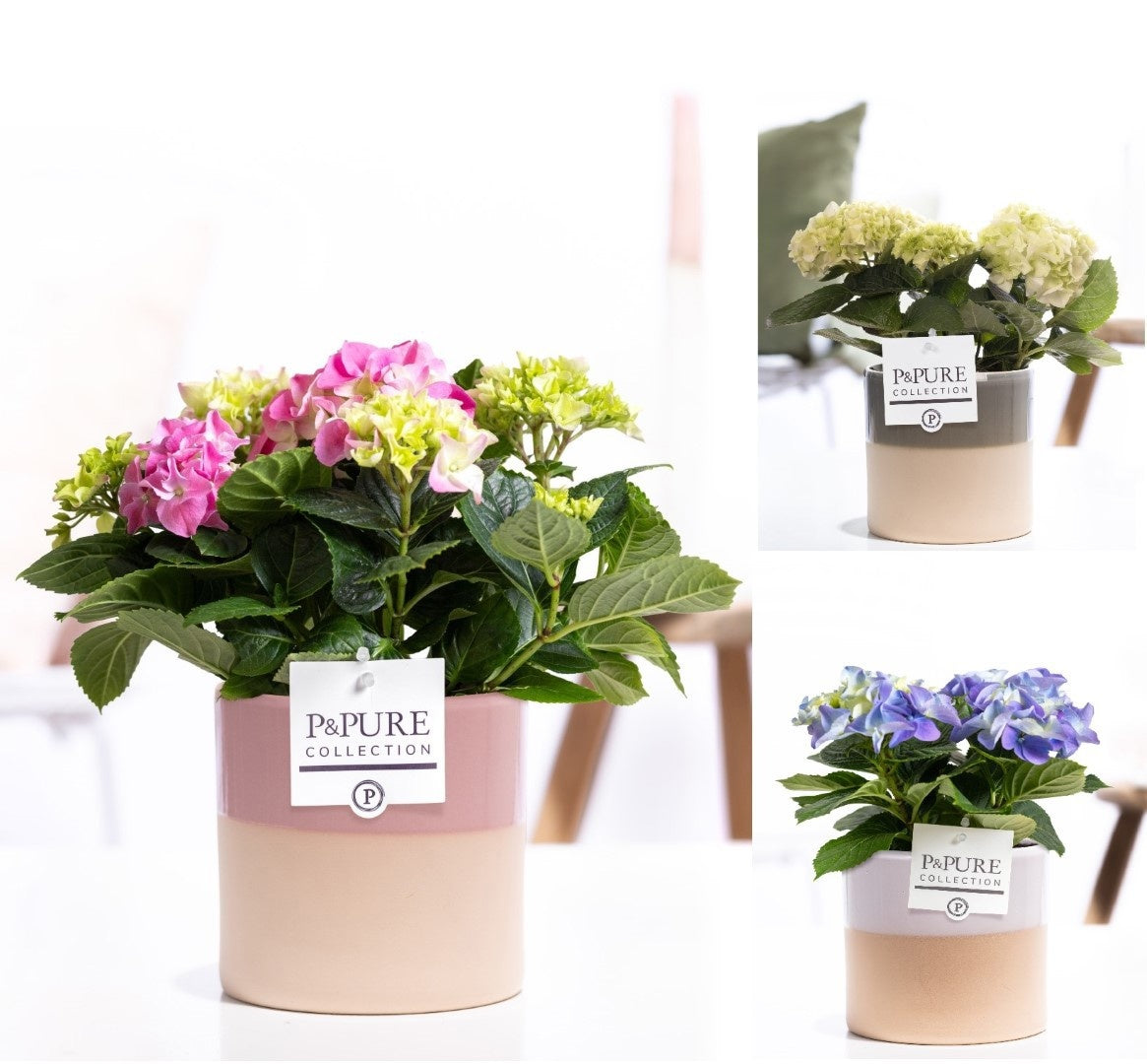 Hydrangea M Gemengd 2+ Keramiek Tess