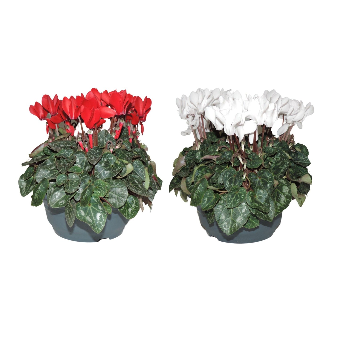 Cyclamen Per Gemengd Patio Rood & Wit Patio Schaal