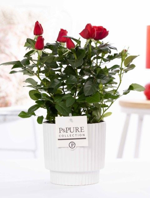 Rose Bm Rood Keramiek Ivy White