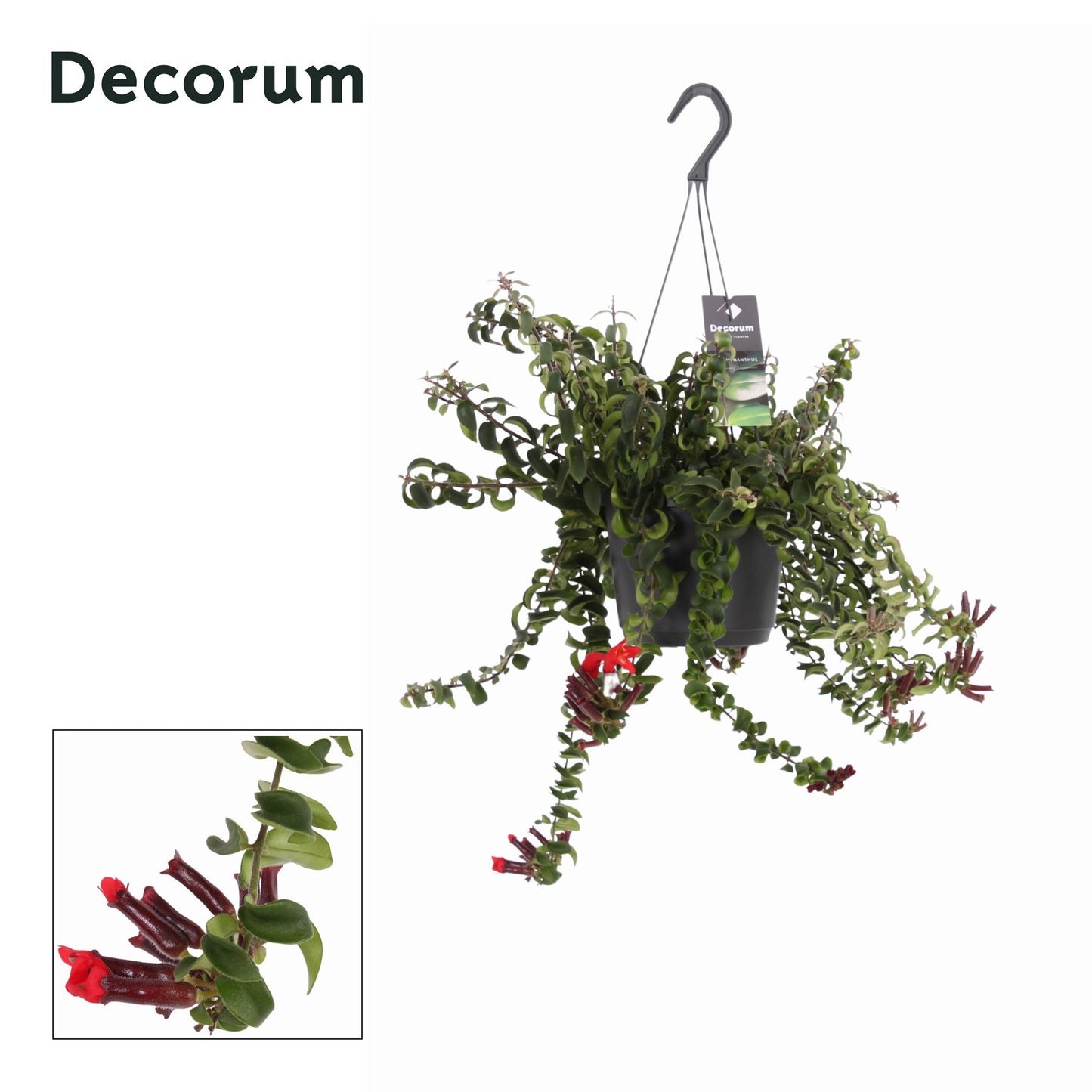 Aeschynanthus Swing