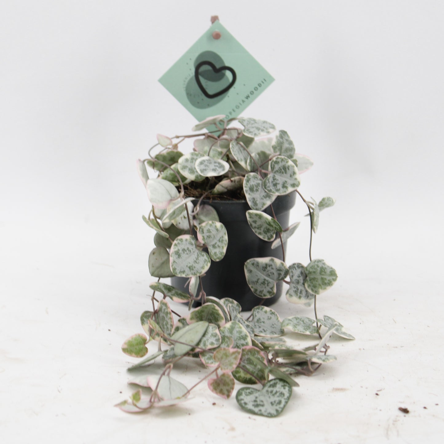 Ceropegia Woodii Variegata