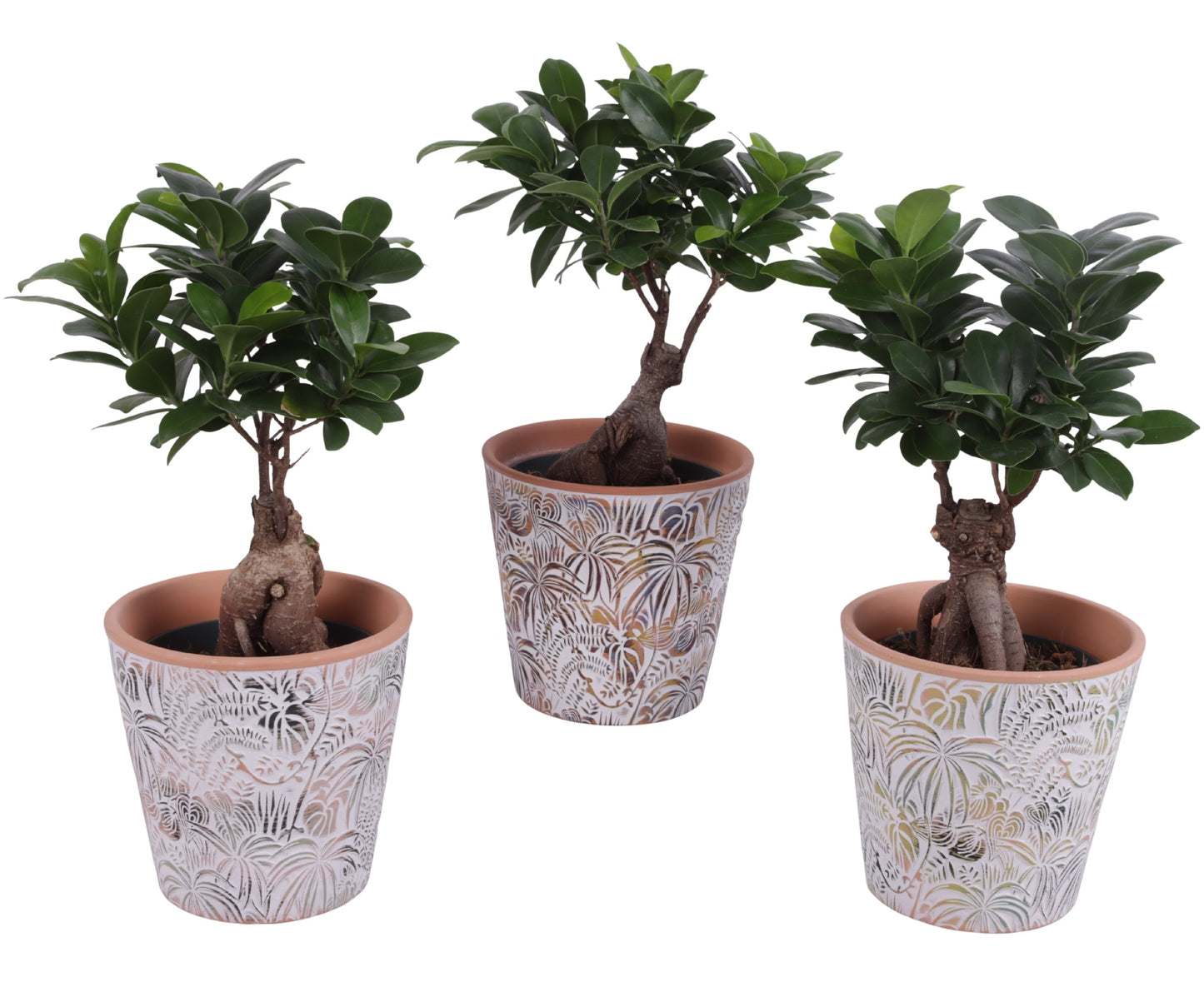Ficus Mi Ginseng Keramiek Jungle