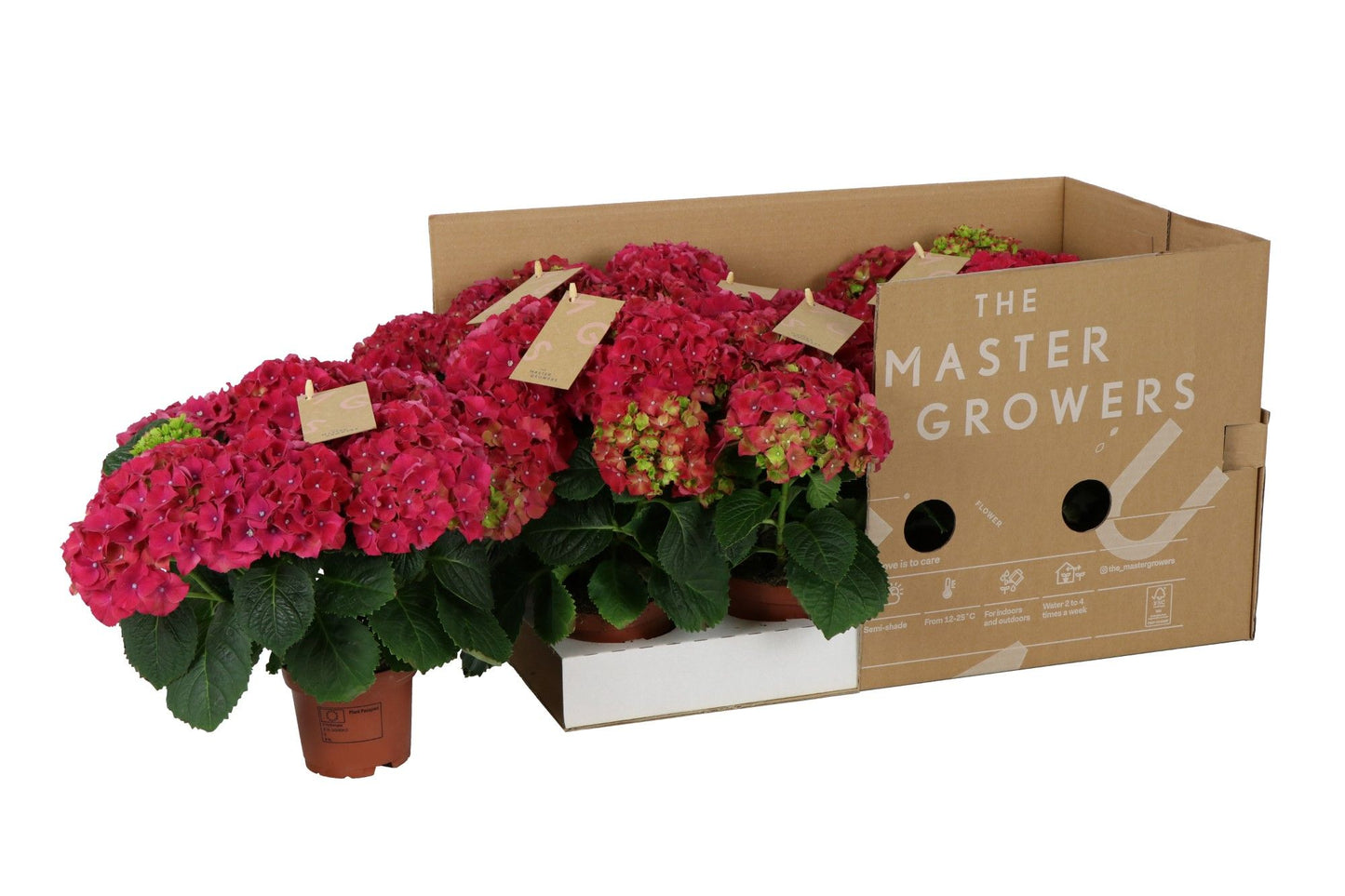 Hydrangea M High Fire Red 3+