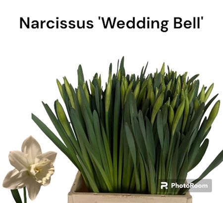 Daffodil Wedding Bell