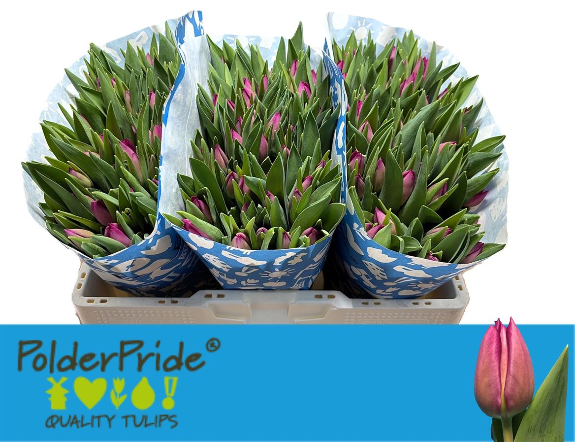 Tulip En Gomera Purple