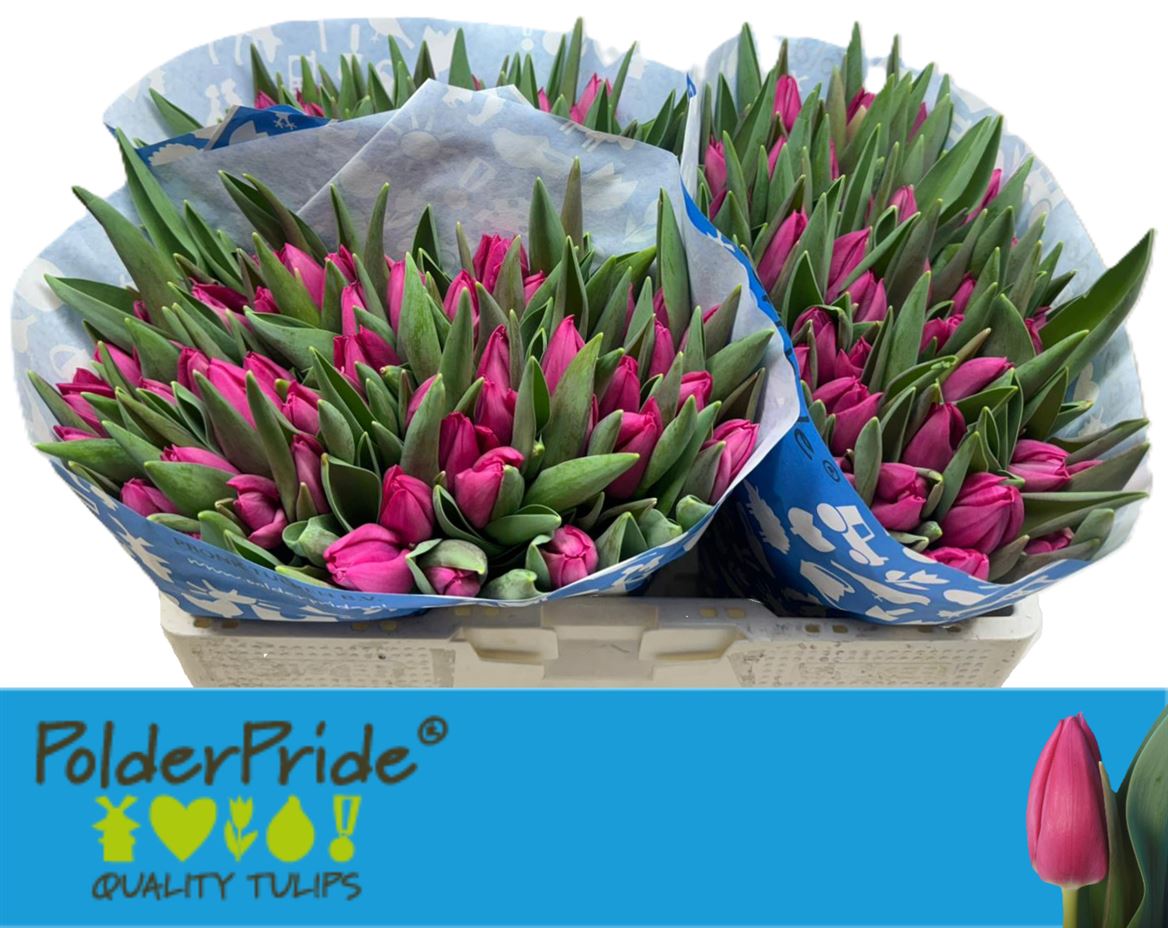 Tulip En Pink Ardour