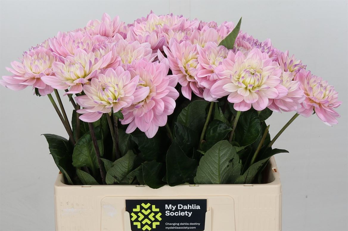 Dahlia Dec Prince Kate