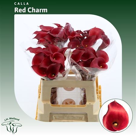 FeedSync:wholesale:33dd82a800ca35100829fdef05e18c8f1a7f414a