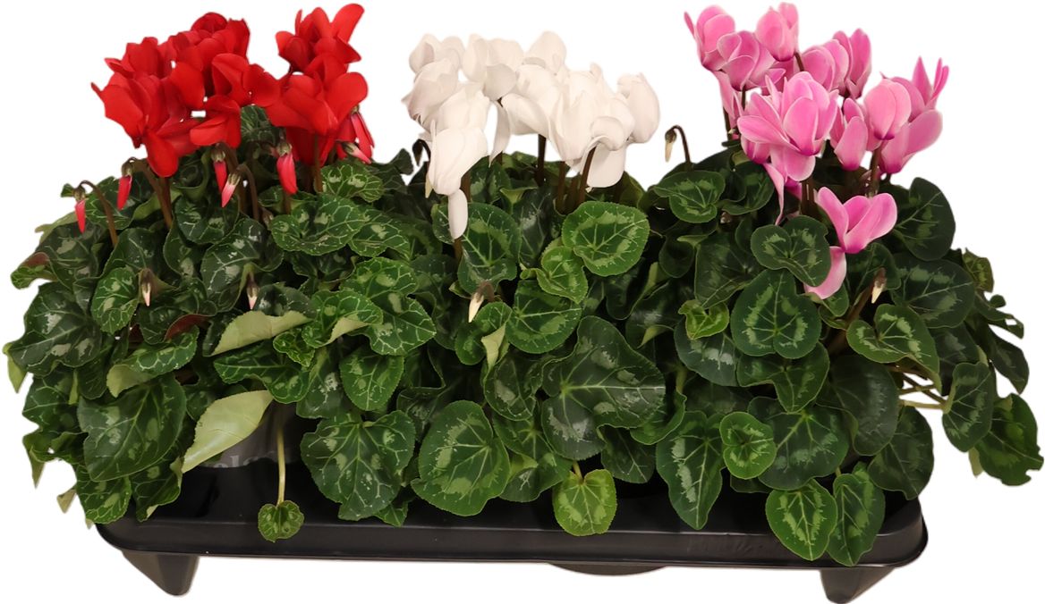 Cyclamen Per Ss Paars l