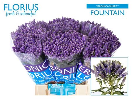 FeedSync:wholesale:536ca3d682bfc7e07044faba53c1aa2ee44a3bcd