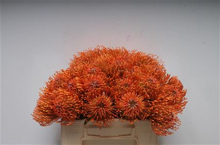 FeedSync:wholesale:de6ebdc7fd9fdb7c63677c49af0c9c83c80a4222