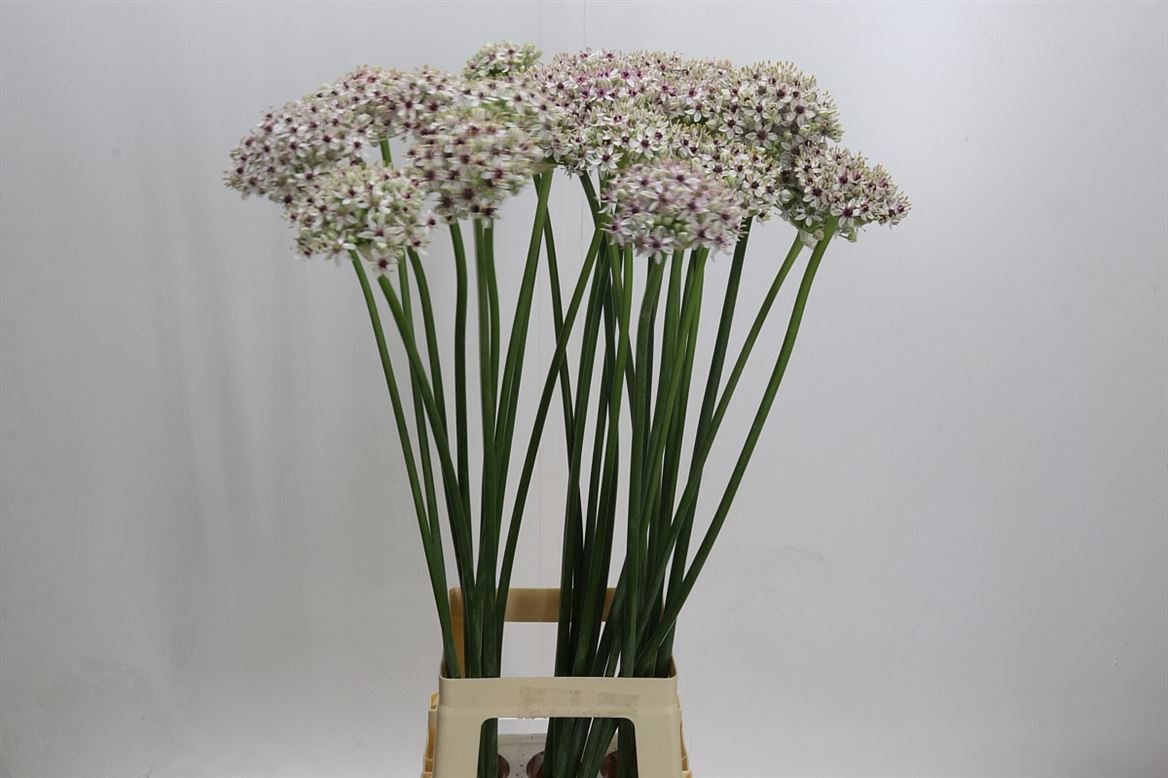 Allium Silverspring