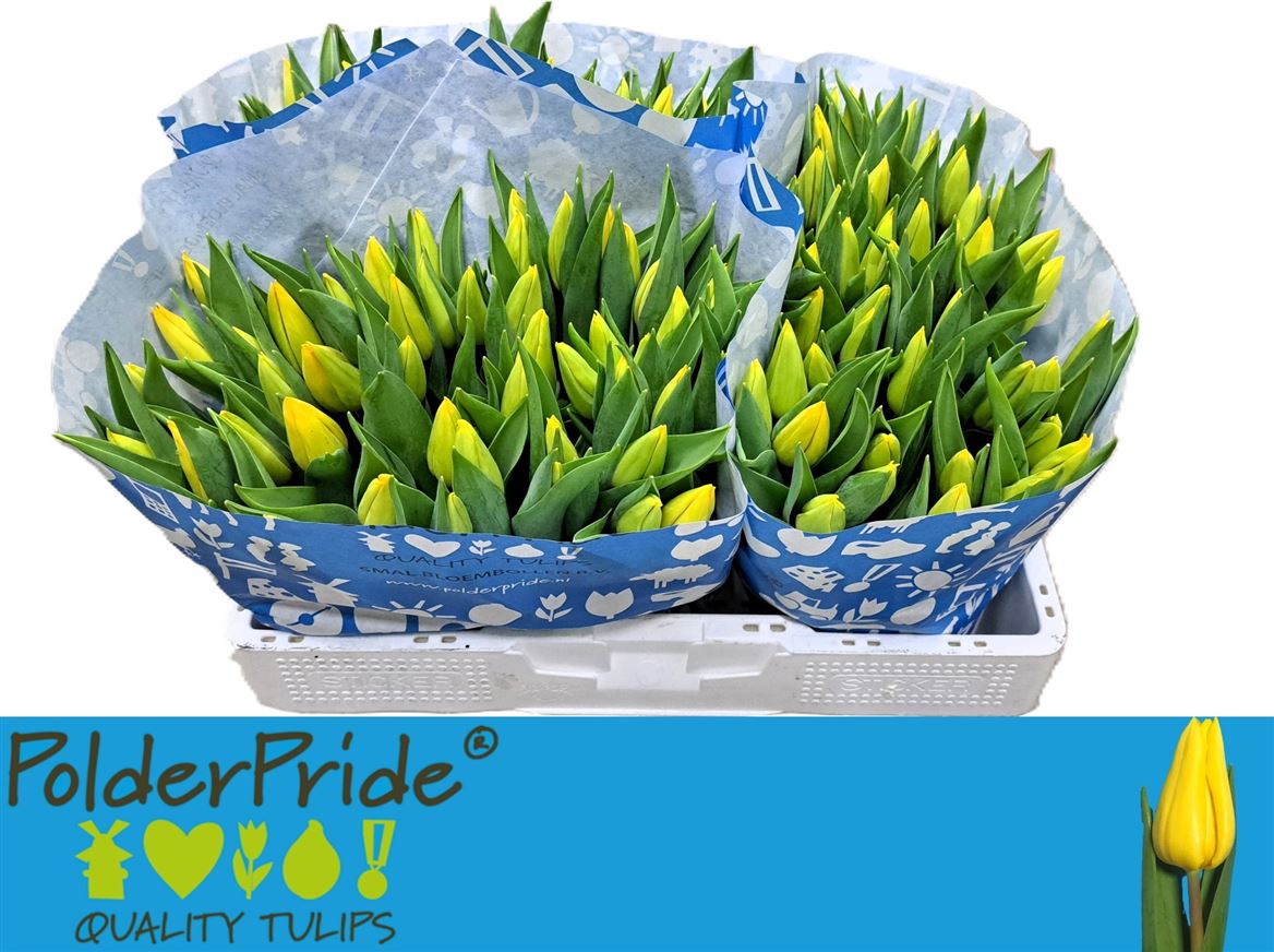 Tulip En Strong Gold