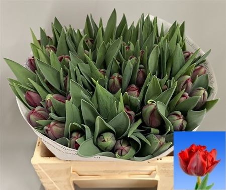 Tulip Du Red Princess