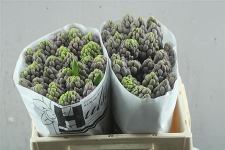 Hyacinth Purple Star